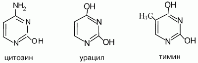 Цитозин – (2-гидрокси-4-аминопиримидин) –
